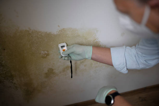 Best Residential Mold Removal  in Covington, KY