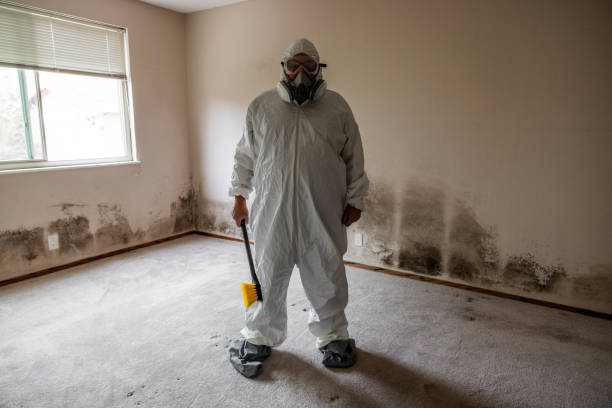 Mold Removal Process in Covington, KY