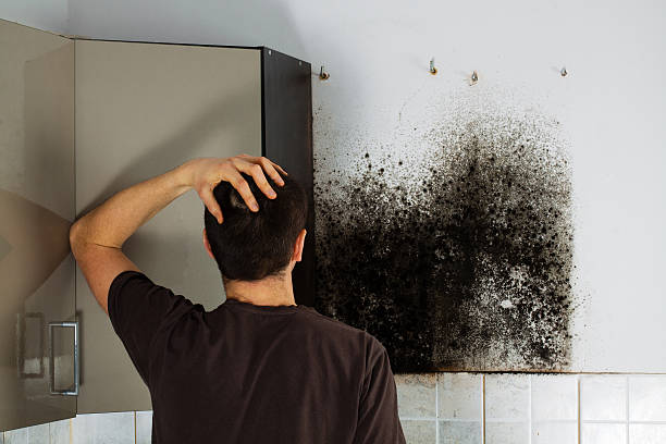 Certified Mold Removal in Covington, KY